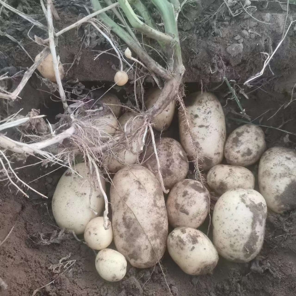 长年长期供应优质土豆，品种齐全！