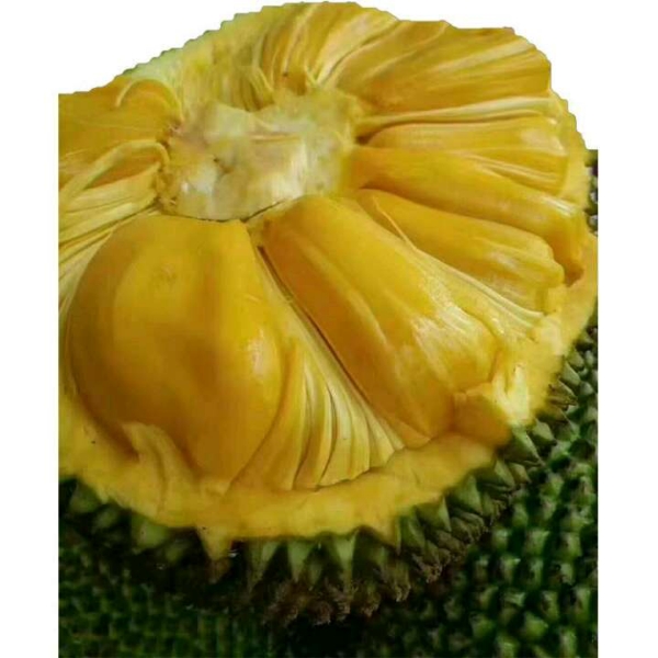 海南三亚菠萝蜜产地直销13379870051