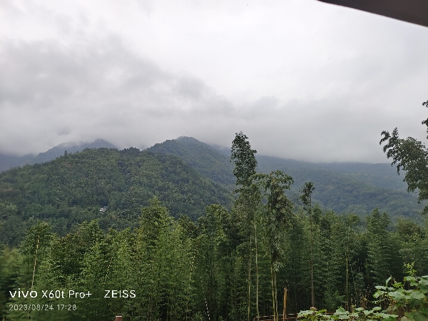 四川阿坝州野生土蜂蜜