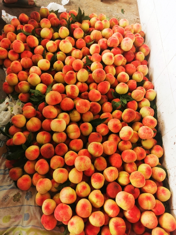 龙泉水蜜桃大量上市，价格实惠，欢迎采购。
