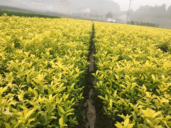 各品种茶叶苗木，景观茶叶杯苗