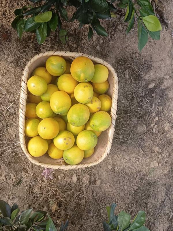 赣南脐橙。湖南，采摘已包装好，