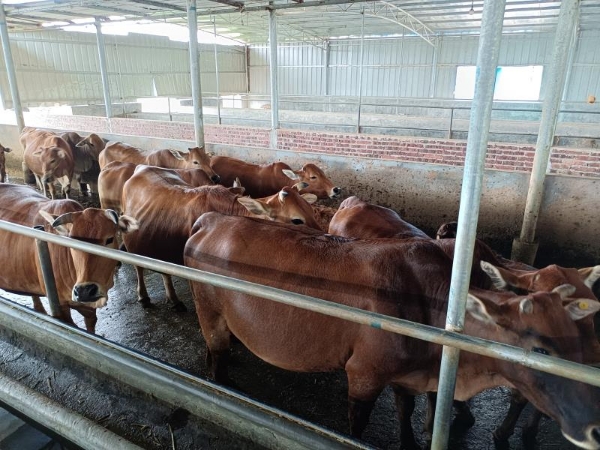 广东茂名化州，大量黄牛、水牛提供，价格优惠有商量