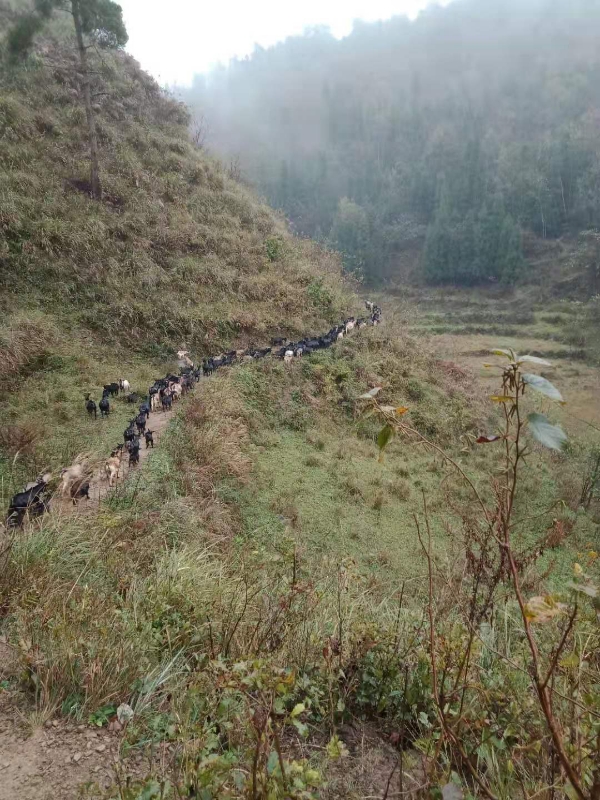 贵州清镇放养黑山羊