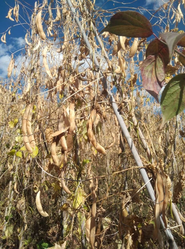 玉龙县有机大白豆，高原绿色食品，纯天然无公害食品。