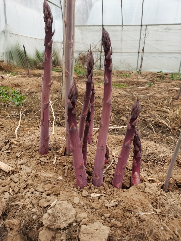 紫色芦笋苗多年生植物四季大田盆栽苗
