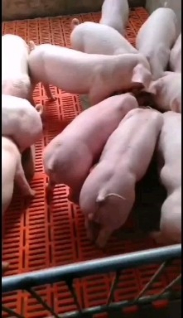 山东三元仔猪长期供应质优价廉货发全国。