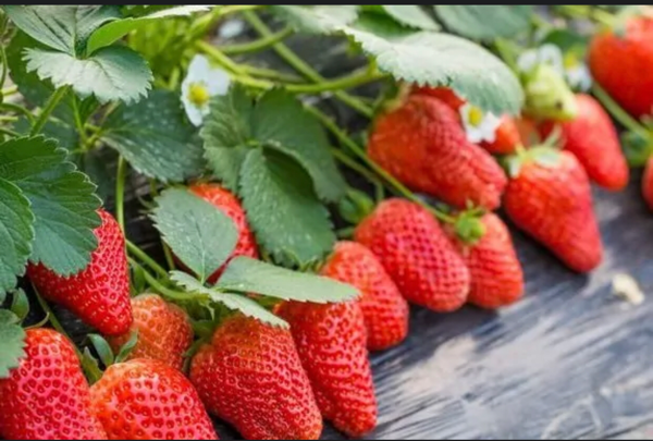 天仙醉草莓，奶油草莓，红颜草莓