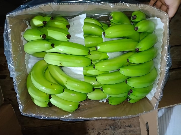 云南山地香蕉大量上市了，市场货电商货货源充足