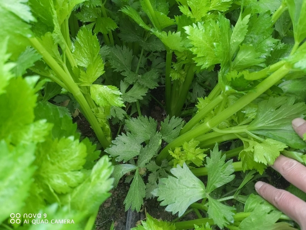 芹菜陕西大棚西芹玻璃翠芹菜批发产地直销