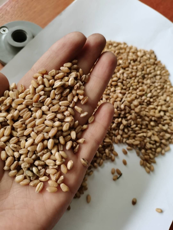 小麦 精品一等 容重810水分14.3蛋白14.8