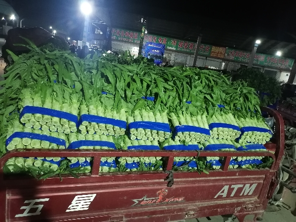 兰陵县精品红尖叶莴笋大量上市，无空心无骨节