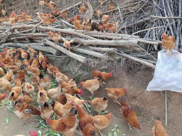 农村散养土鸡  生态自然产品 绿色健康食品