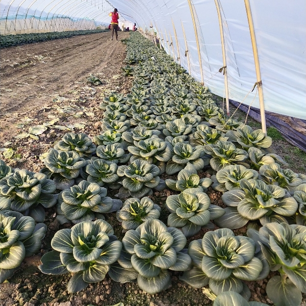 种植基地黑菜上市中，欢迎老板订购