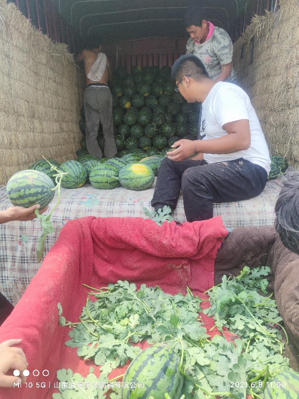 ❤️甜王西瓜❤️山东高青十万亩沙地西瓜7斤起9成熟