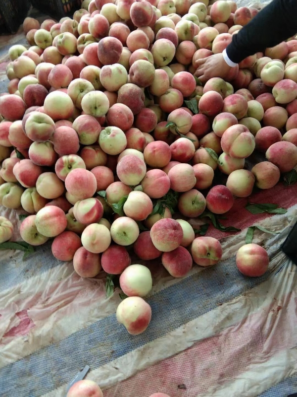 安徽省砀山，突围水蜜桃，油桃，黄桃