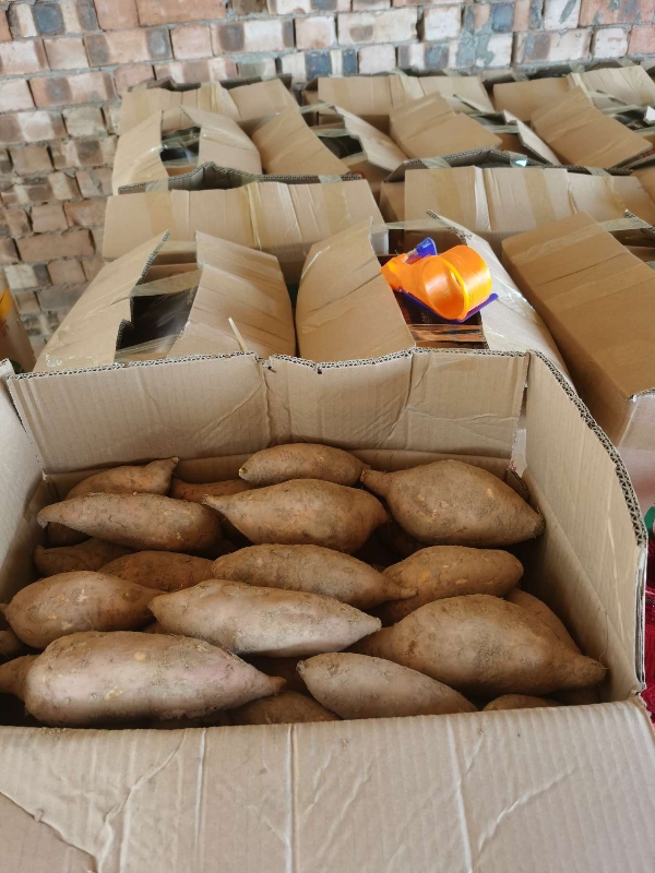 龙九薯，西瓜红蜜薯，支持各种包装规格