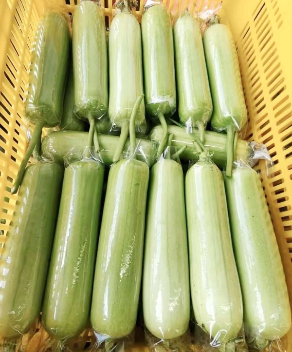湖南白玉丝瓜，鲜脆多汁绿色健康！