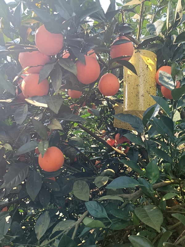 贵州罗甸高原纽荷尔剂橙，纯天然无公害农产品