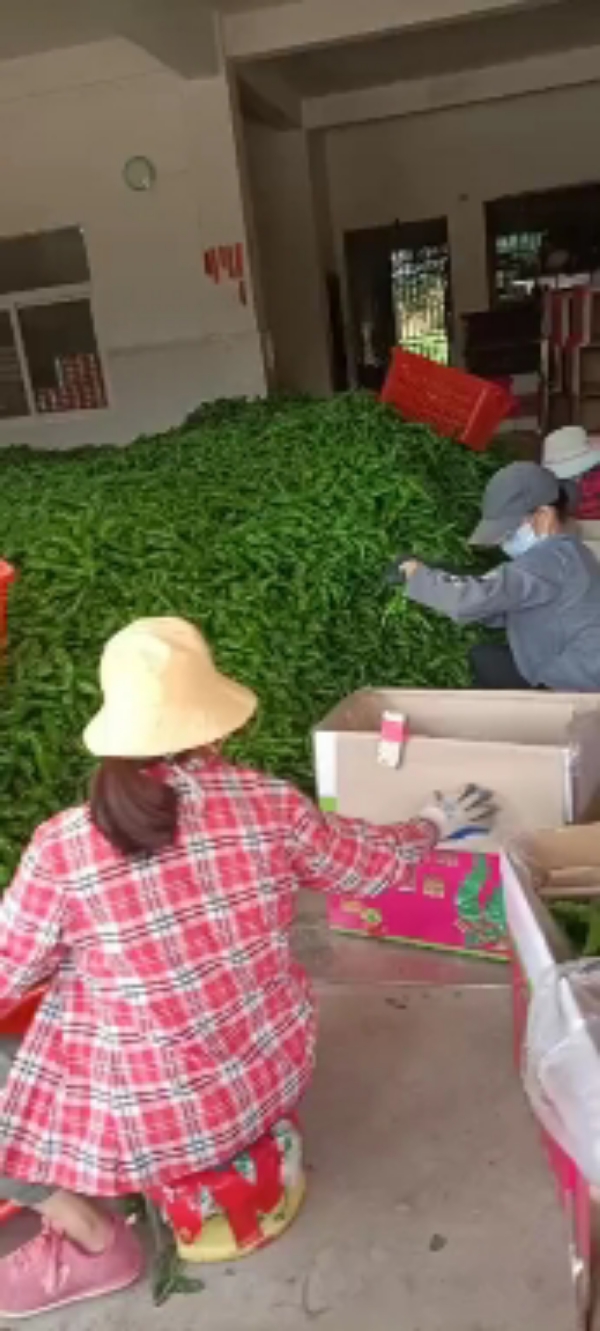 海南产地万亩露天种植螺丝椒纸箱包装