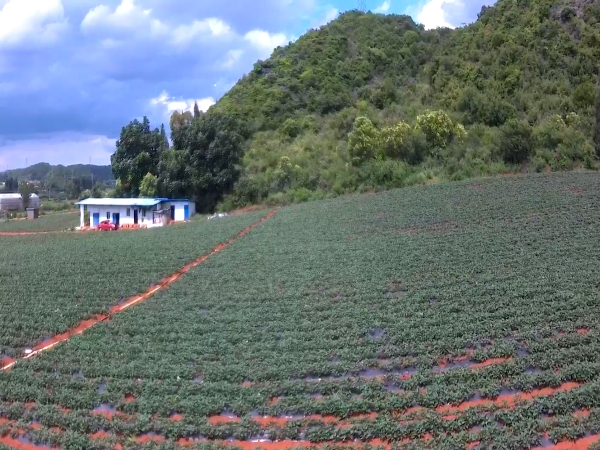 云南高原蜜薯西瓜红红薯，7月中旬至8月初大量上市。