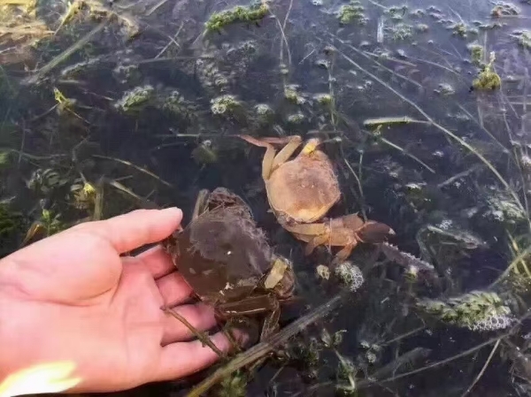 阳澄湖大闸蟹