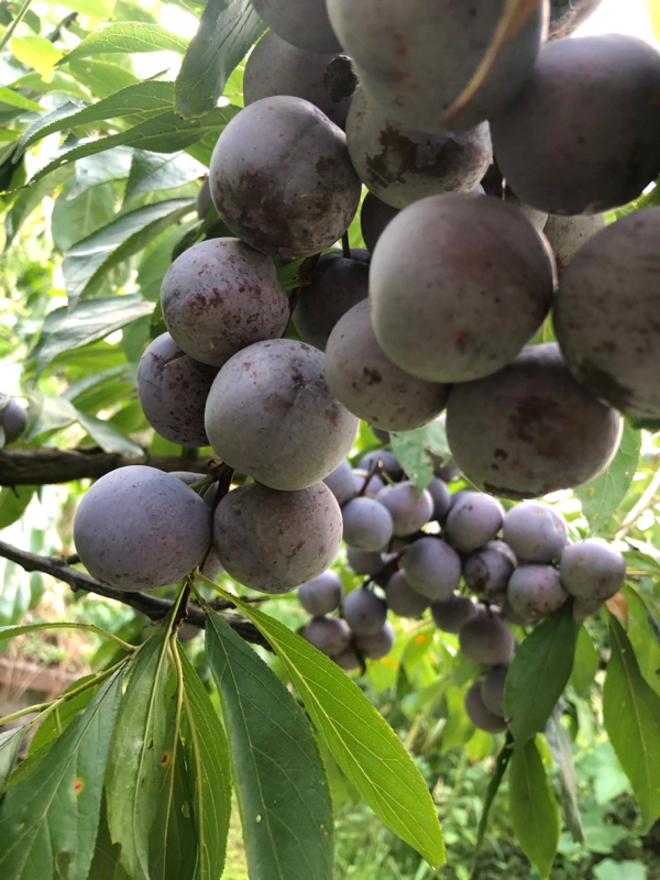 四川峨眉山，脆红李 ，果子颜色好口味好
特别脆，