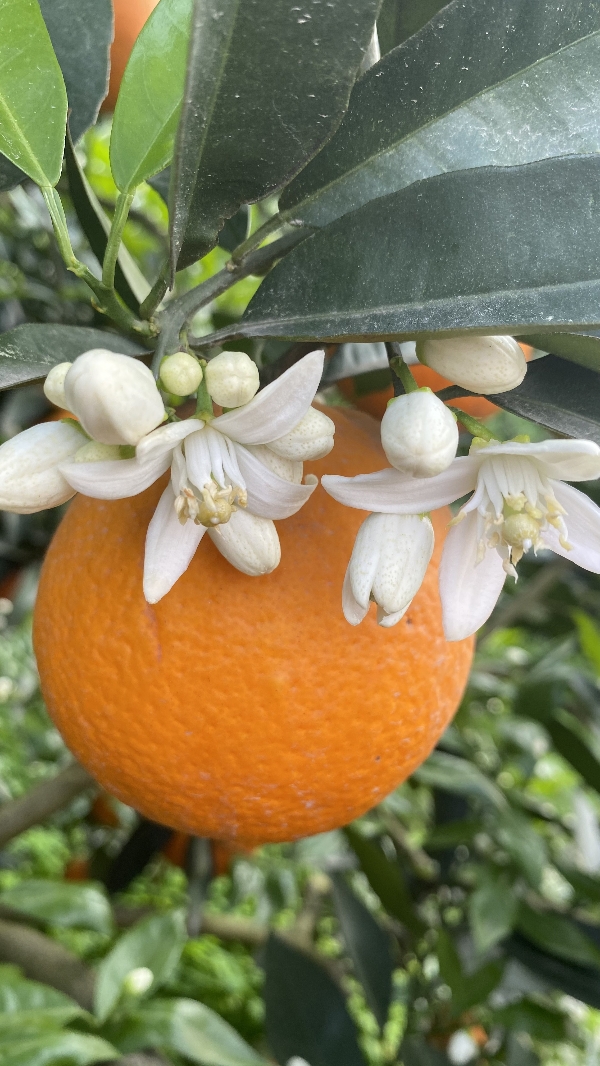 秭归脐橙大量供应，产地直销农户一手货源。