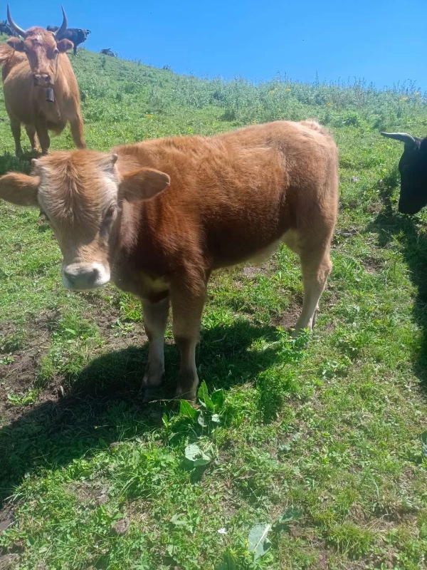 精品改良黄牛犊，吃草吃料的牛犊！