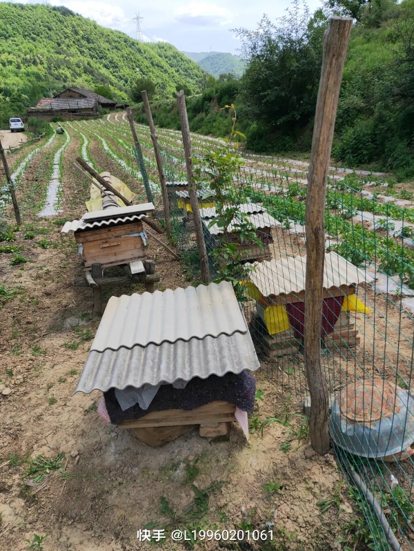 秦岭深山蜂蜜