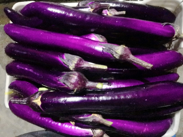 非常漂亮的紫长茄，口感一流，种植环境优美