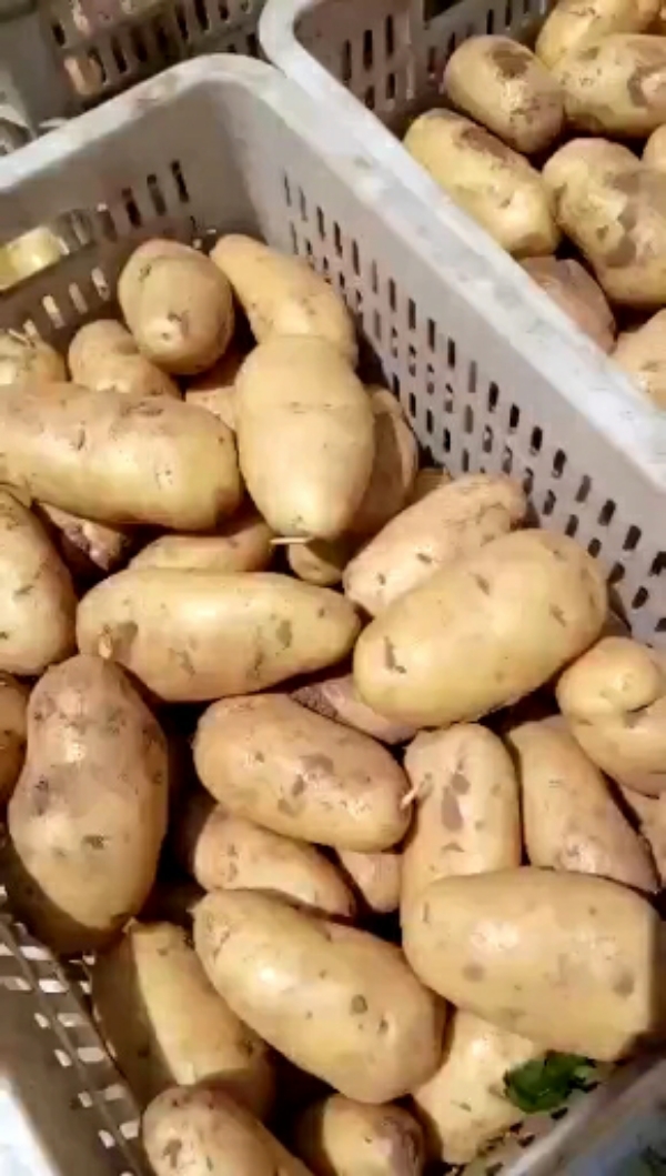 荷兰十五新土豆大量上市，质量保证，全国发货