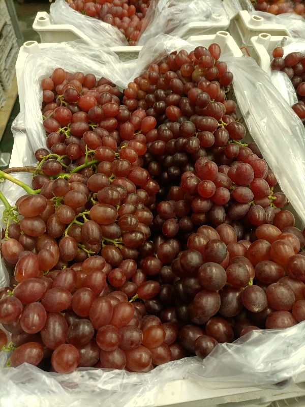 青岛地区克伦生葡萄需要客商的联系了哈，冷库货
