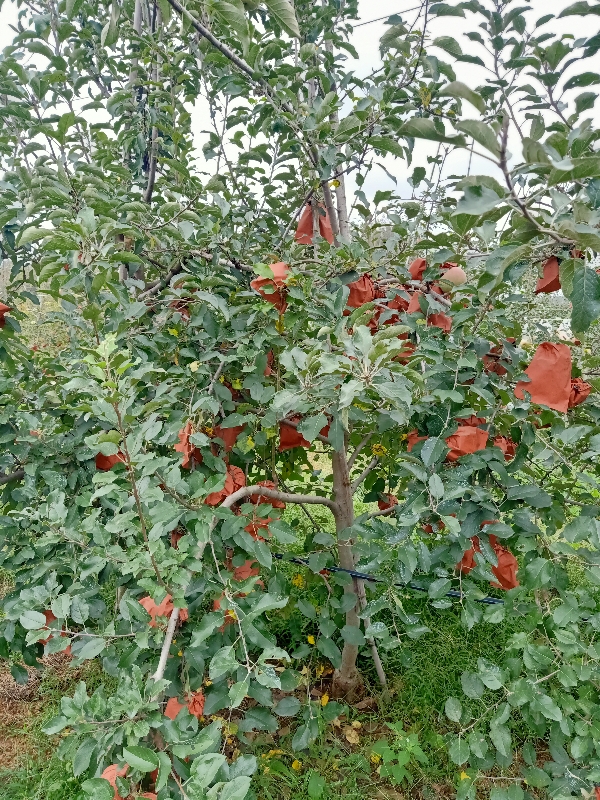 供应，苹果，芋头，密本南瓜等农产品