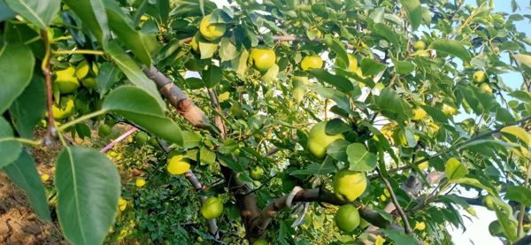 自家种植阳信早酥梨，新梨七号