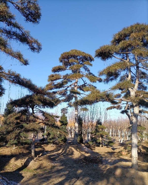 乌桕朴树榉树榆树黑松罗汉松红枫香红橡法青桐雪松栾树