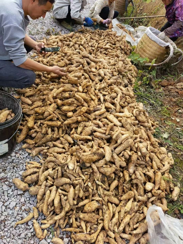 贵州高原天麻