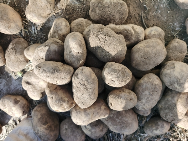 青海省海东市乐都区富硒马铃薯大量出售现有100吨