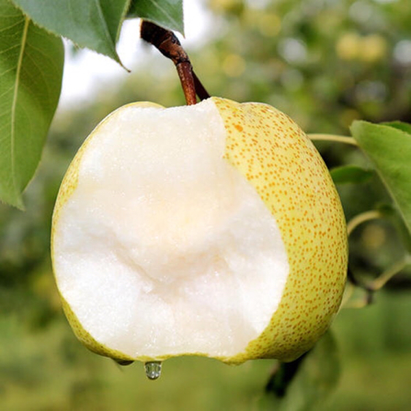 #种植果农# 量大可提供包装 砀山酥梨寻求收购商