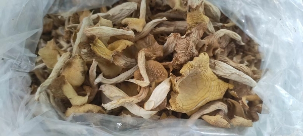 鸡油菌干品 手撕榆黄蘑 玉皇菇