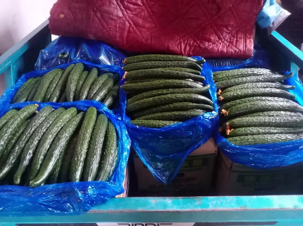 黄瓜上市中可供商超及大市场，可根据自己需要进行包装