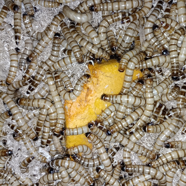 大麦虫黄粉虫蛋白虫面包虫