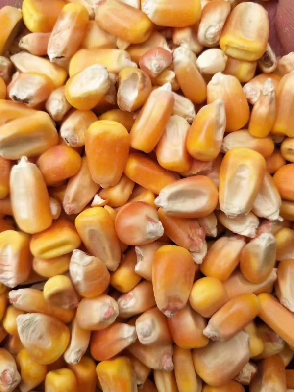 干玉米 湿玉米 粮质高 籽粒饱满