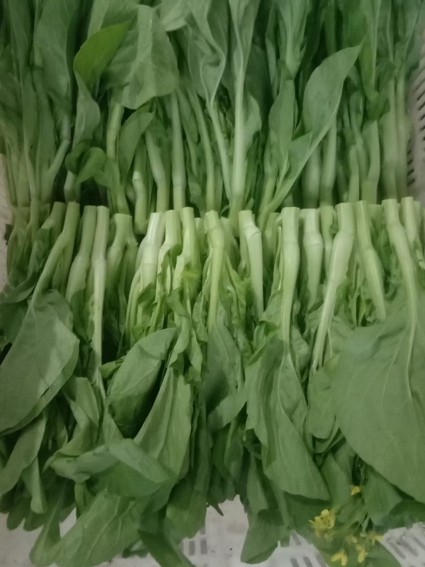 白菜苔，菜苔，菜心绿之源叶菜种植示范区