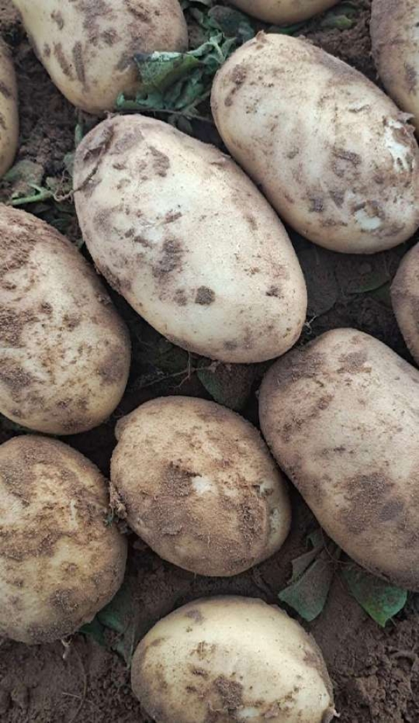 张北县原产地土豆，薯形好，量大，价格实惠