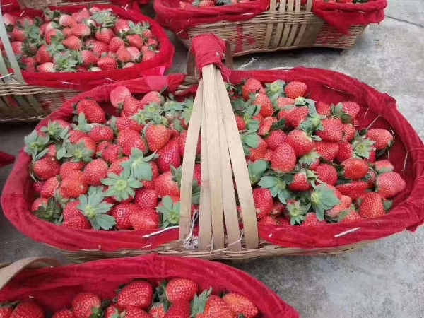 凉山红颜草莓