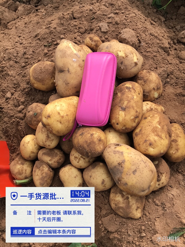 专业土豆代购代办，产地直发