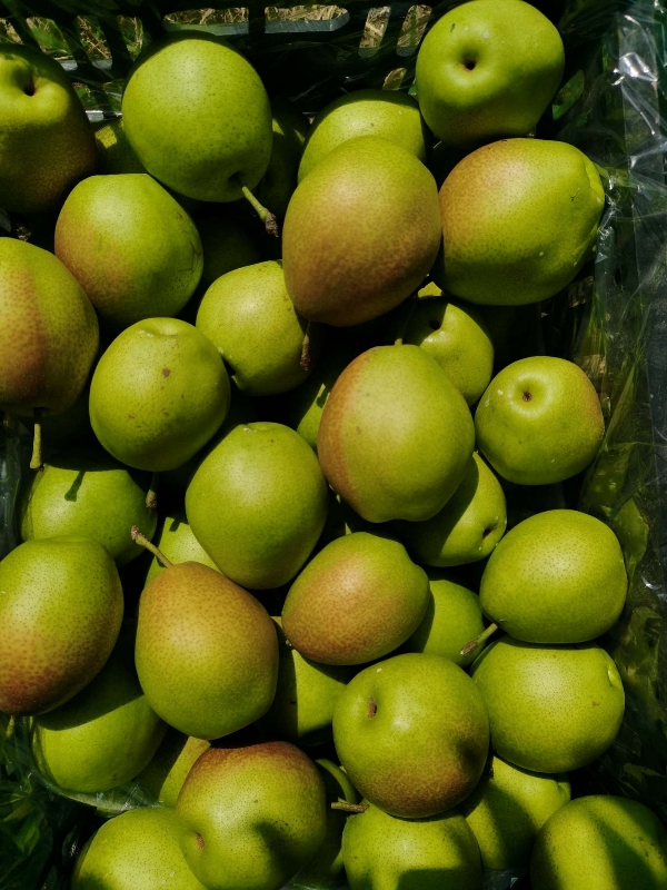 红香酥梨主产区，50-60小果。