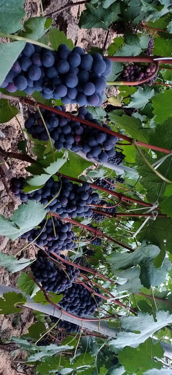 新鲜温室夏黑葡萄