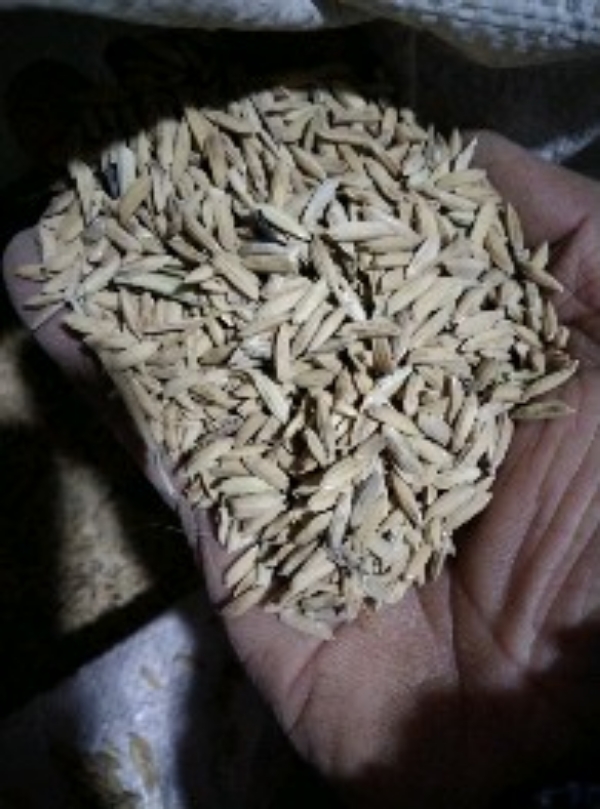 农产品代办。皖北新收的干糯稻谷。